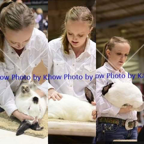San Angelo Rabbit Showmanship 2016
